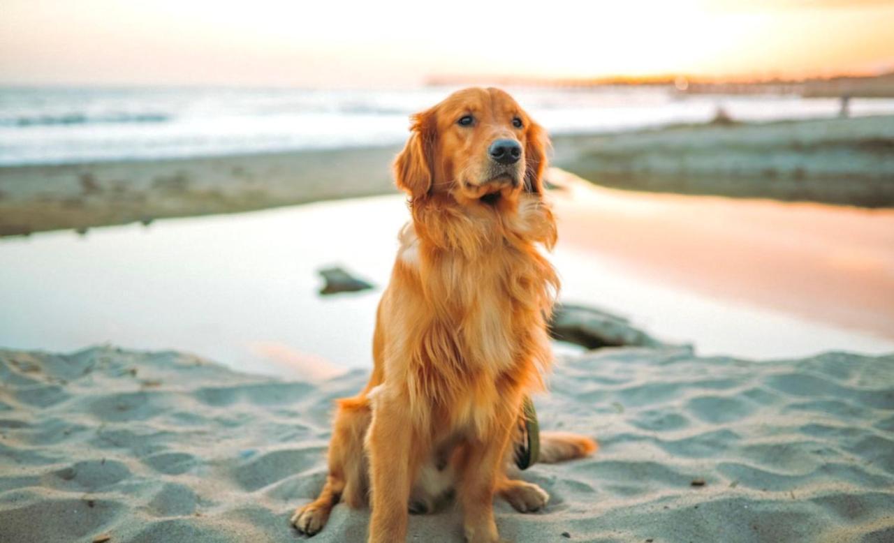 Idyllic Cornish Cottage, Superking Bed, Private Garden Dogs Welcome Truro Esterno foto